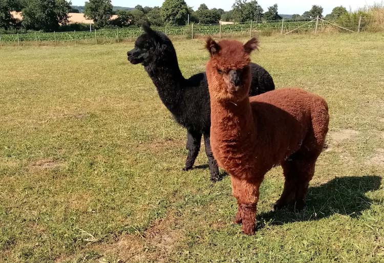 Activité-ludique-villaines-la-juhel